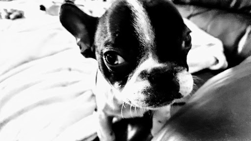 Pet Supply Store «Pet Supplies Plus», reviews and photos, 22124 Ecorse Rd, Taylor, MI 48180, USA