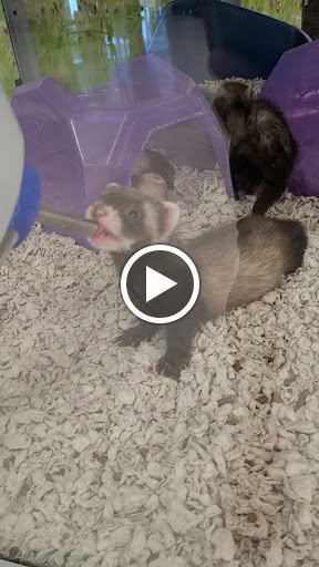 Pet Supply Store «Petco Animal Supplies», reviews and photos, 3246 N John Young Pkwy, Kissimmee, FL 34741, USA