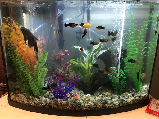 Pet Store «D D Fish & Pets», reviews and photos, 2413 S Fairview St, Santa Ana, CA 92704, USA