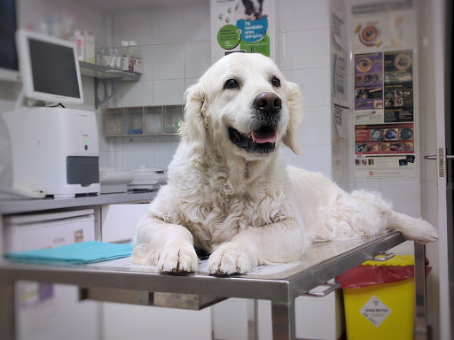 Aoiz Clínica Veterinaria en Pamplona