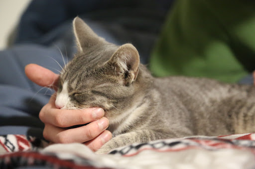 Animal Shelter «Oregon Humane Society», reviews and photos