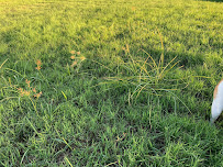 TruGreen Lawn Care - Photo 3 - Car repair in , Tyler