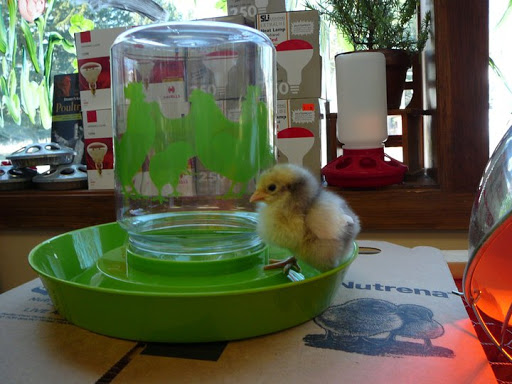 Pet Supply Store «The Natural Pet Center At Ireland Corners», reviews and photos, 609 NY-208, Gardiner, NY 12525, USA