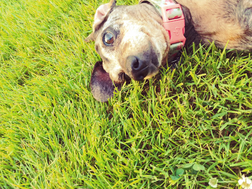 Park «Pioneer Park», reviews and photos, 14545 NW Pioneer Rd, Beaverton, OR 97006, USA