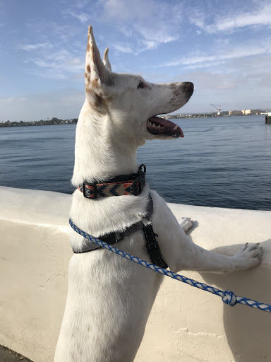 Pet Supply Store «EarthWise Pet Supply East Village», reviews and photos, 1051 Market St, San Diego, CA 92101, USA