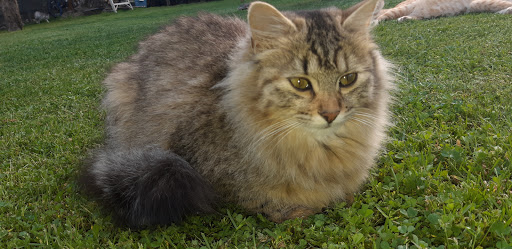 Supermarket «FoodMaxx», reviews and photos, 2055 Sebastopol Rd, Santa Rosa, CA 95407, USA