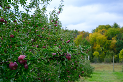 Produce Market «Saunderskill Farms», reviews and photos, 5100 US-209, Accord, NY 12404, USA