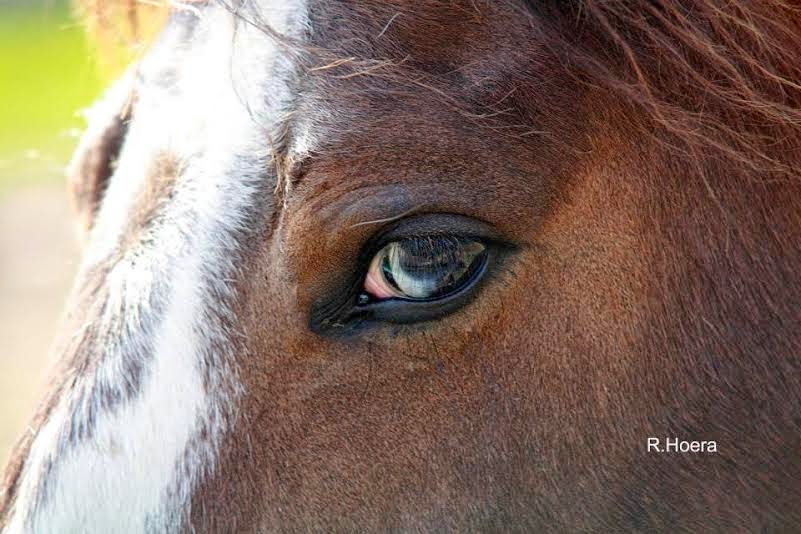 Healing Hands Equine BodyWork LLC 60151