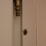 Photo n°2 de l'avis de Vasco.o fait le 11/11/2023 à 10:01 sur le  Montaldo Castle - Spa Wedding à Montaldo Torinese