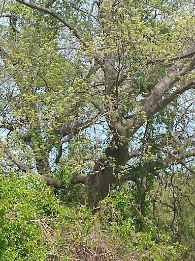 Nature Preserve «Wye Island Natural Resources Management Area», reviews and photos, 632 Wye Island Rd, Queenstown, MD 21658, USA