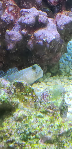 Pet Supply Store «Petco Animal Supplies», reviews and photos, 1680 Campbell Ln, Bowling Green, KY 42104, USA