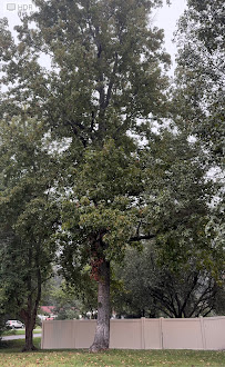 Top Notch Tree Service, Inc. - Photo 3 - Car repair in Fredericksburg, VA, Fredericksburg