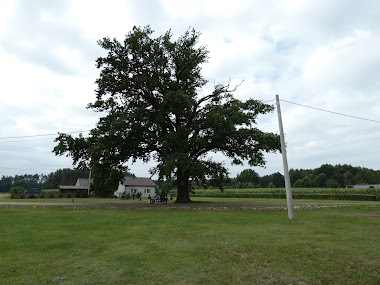 Dąb Bursztyn