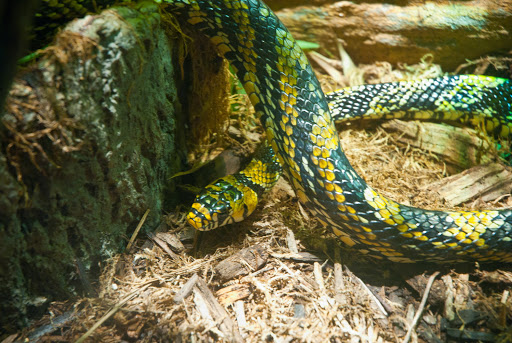 Zoo «Wild Kingdom Pavilion», reviews and photos, 3701 S 10th St, Omaha, NE 68108, USA