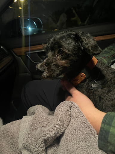 Pet Supply Store «Petco», reviews and photos, 1851 Sunrise Hwy, Bay Shore, NY 11706, USA