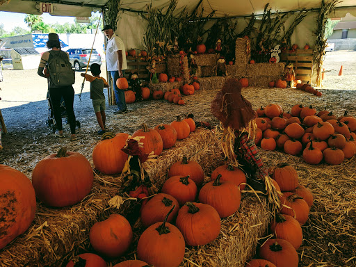 Arizona Pumpkin Patch