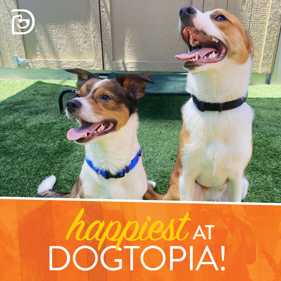 Dogtopia South Summerlin