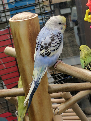 Pet Supply Store «Petco Animal Supplies», reviews and photos, 675 Deis Dr i, Fairfield, OH 45014, USA