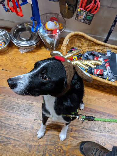 Pet Supply Store «Bark Harbor», reviews and photos, 150 Main St # 3, Bar Harbor, ME 04609, USA