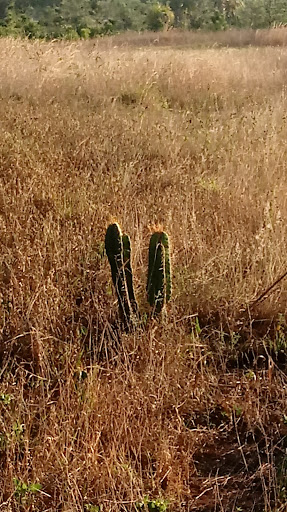 Park «Miramar Pineland Park», reviews and photos, 3600 S University Dr, Miramar, FL 33025, USA