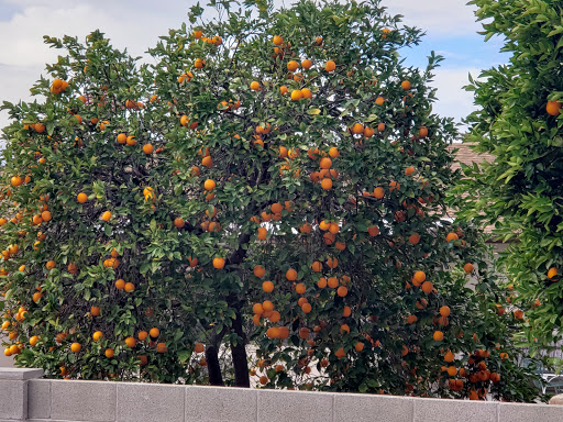 Country Club «Fountain of the Sun Country Club», reviews and photos, 500 S 80th St, Mesa, AZ 85208, USA