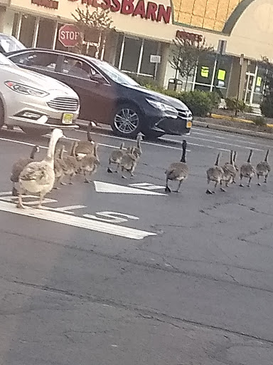 Shopping Mall «Styertowne Shopping Center», reviews and photos, 1051 Bloomfield Ave, Clifton, NJ 07012, USA