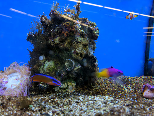 Pet Supply Store «Petco Animal Supplies», reviews and photos, 4012 W 27th Ave, Kennewick, WA 99337, USA