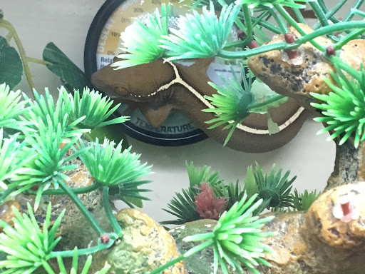 Pet Supply Store «Pet Supplies Plus», reviews and photos, 1937 FL-60, Valrico, FL 33594, USA