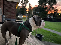 Monique's K9 Care - Photo 2 - Car repair in Portland, CT, Hartford