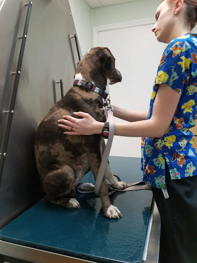 Maybeck Animal Hospital image