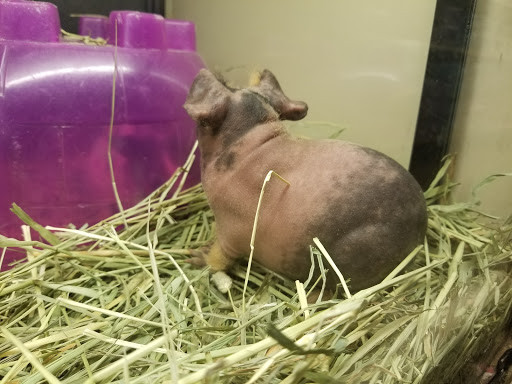 Pet Supply Store «PetSmart», reviews and photos, 3995 Welsh Rd, Willow Grove, PA 19090, USA