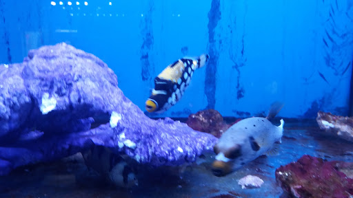 Tropical Fish Store «Aqua Mart Aquariums», reviews and photos, 1620 S Washington Ave, Titusville, FL 32780, USA