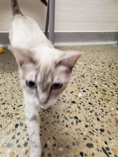 Placer County Animal Services Center image