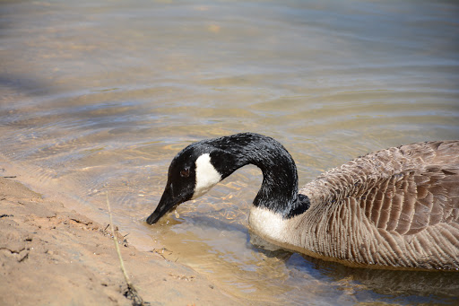 National Park «Chattahoochee River National Recreation Area, Island Ford Unit», reviews and photos, 1978 Island Ford Pkwy, Sandy Springs, GA 30350, USA