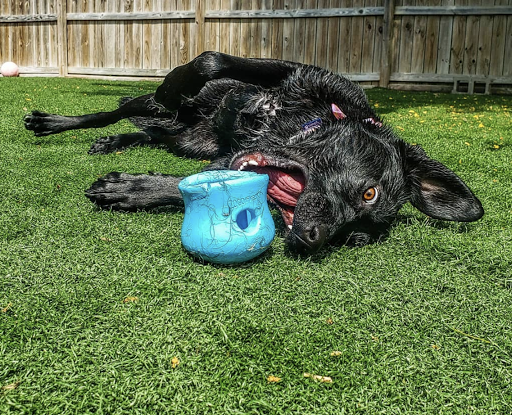 Deer Creek Doggie Day Camp