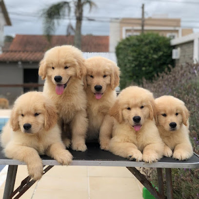HTE Golden Retriever puppies