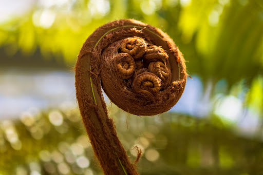 Botanical Garden «Rhododendron Species Botanical Garden», reviews and photos, 2525 S 336th St, Federal Way, WA 98003, USA