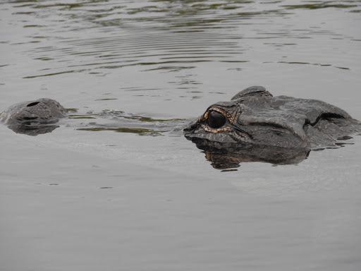 Boat Tour Agency «Everglades Excursions», reviews and photos, 1010 6th Ave S #1, Naples, FL 34102, USA