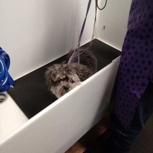 Pet Store «Super Dogs & Cats», reviews and photos, 380 Elm St, Biddeford, ME 04005, USA