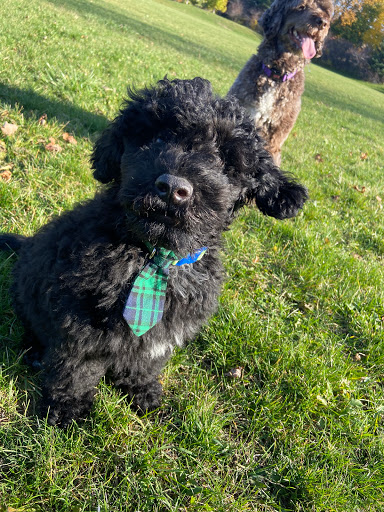 Charbr Portuguese Water Dogs