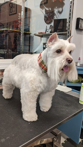 Pet Groomer «A Klassy Lassie, LLC», reviews and photos, 30 Old Jackson Rd, McDonough, GA 30252, USA
