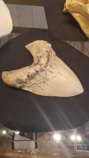 Educational Institution «Institute For Marine Mammal Studies», reviews and photos, 10801 Dolphin Ln, Gulfport, MS 39503, USA