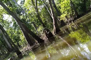 Apalachicola River image