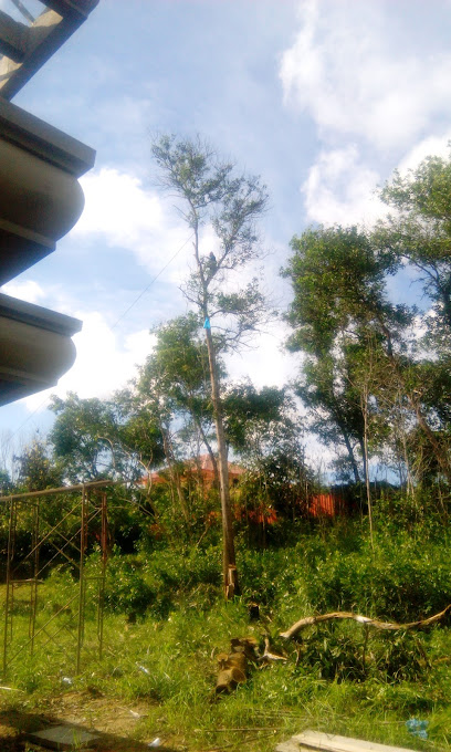 Potong Pokok Brunei