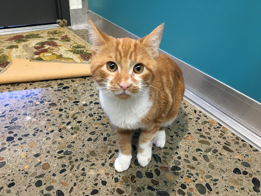 Placer County Animal Services Center image