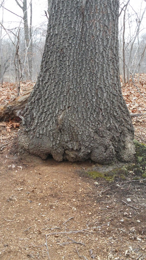 Nature Preserve «Tom S Cooperrider-Kent Bog State Nature Preserve», reviews and photos, 1028 Meloy Rd, Kent, OH 44240, USA