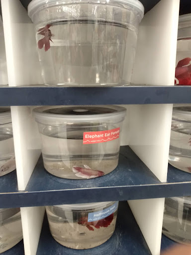 Pet Supply Store «Petco Animal Supplies», reviews and photos, 51 Middlesex Turnpike, Burlington, MA 01803, USA