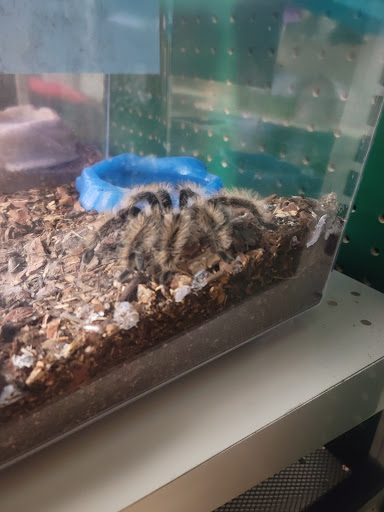 Pet Supply Store «Pet Supermarket», reviews and photos, 1040 Palm Coast Pkwy NW, Palm Coast, FL 32137, USA