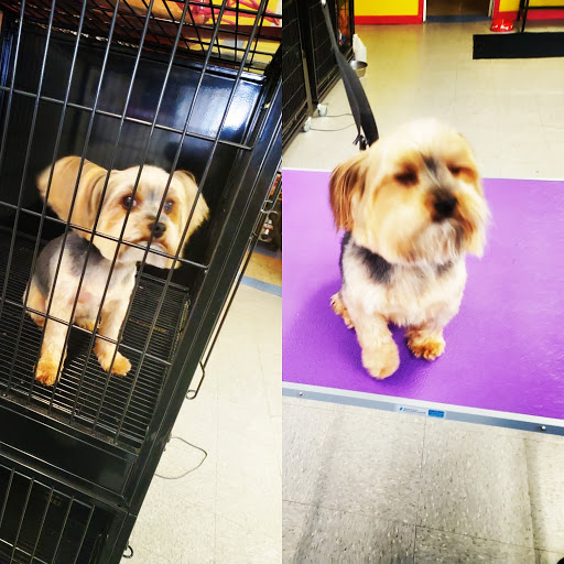 KeeKee Kutz Dog&Cat Grooming LLC