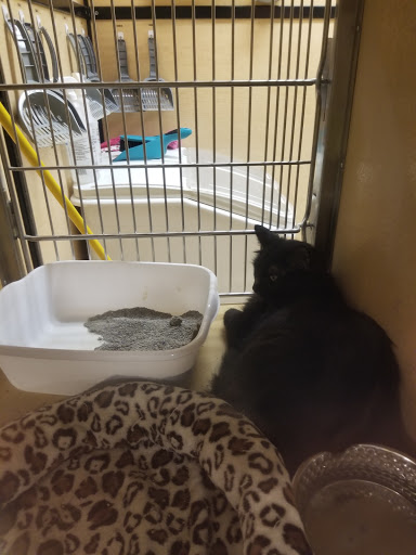 Pet Supply Store «PetSmart», reviews and photos, 466 S Watson Rd, Buckeye, AZ 85326, USA